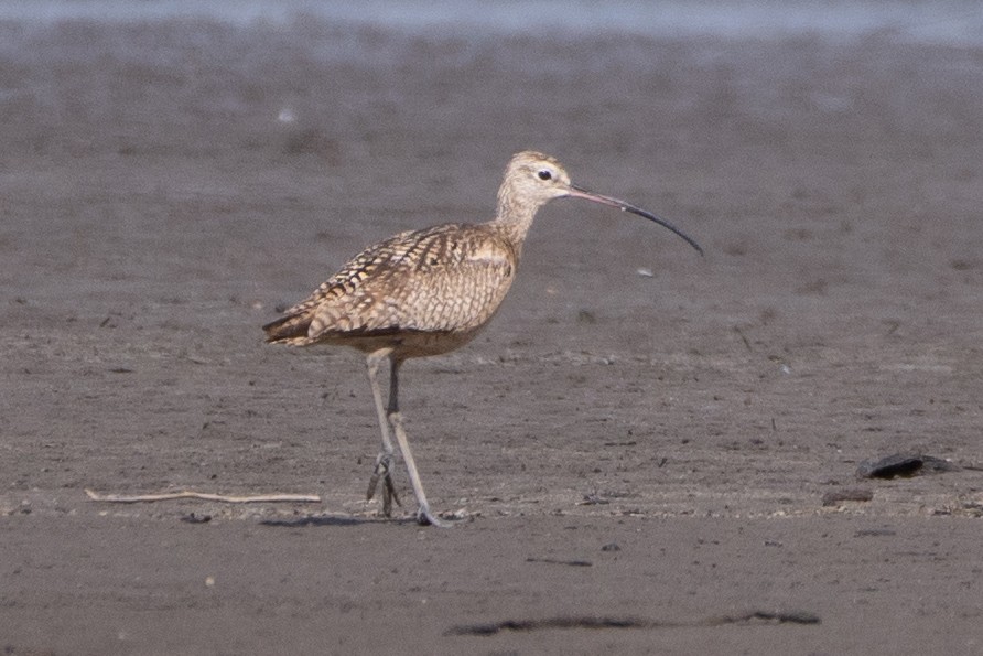 Long-billed Curlew - ML338504181