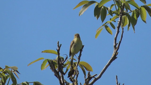 Melodious Warbler - ML338504391