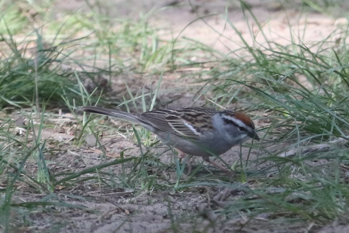 Chipping Sparrow - ML338505621