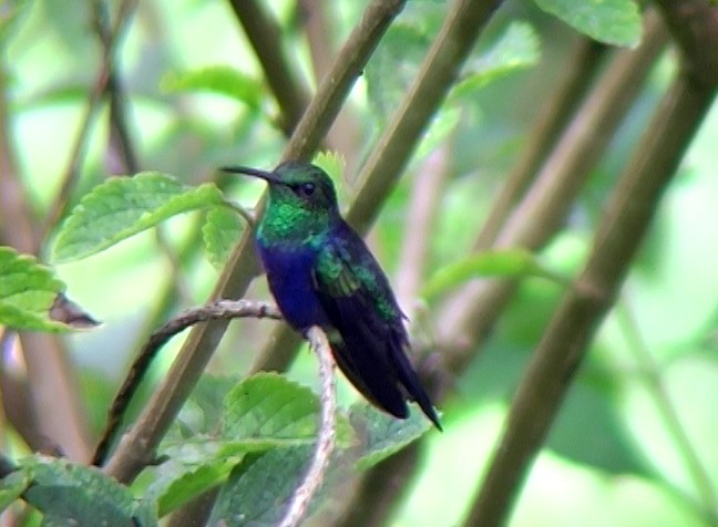 kolibřík nymfový - ML338506811