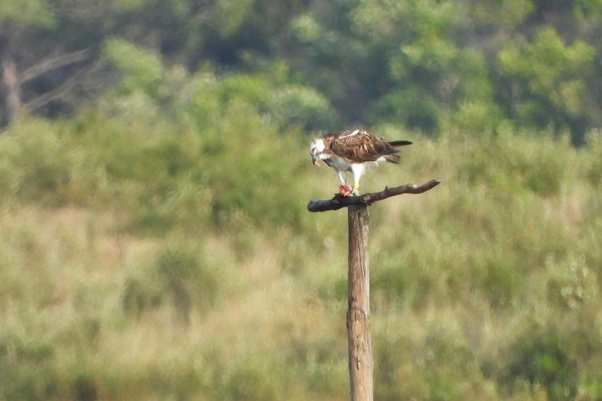 Osprey - Rui Jorge