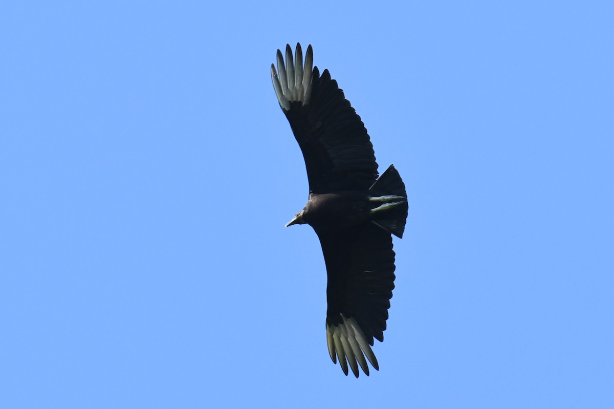 Black Vulture - ML338508921