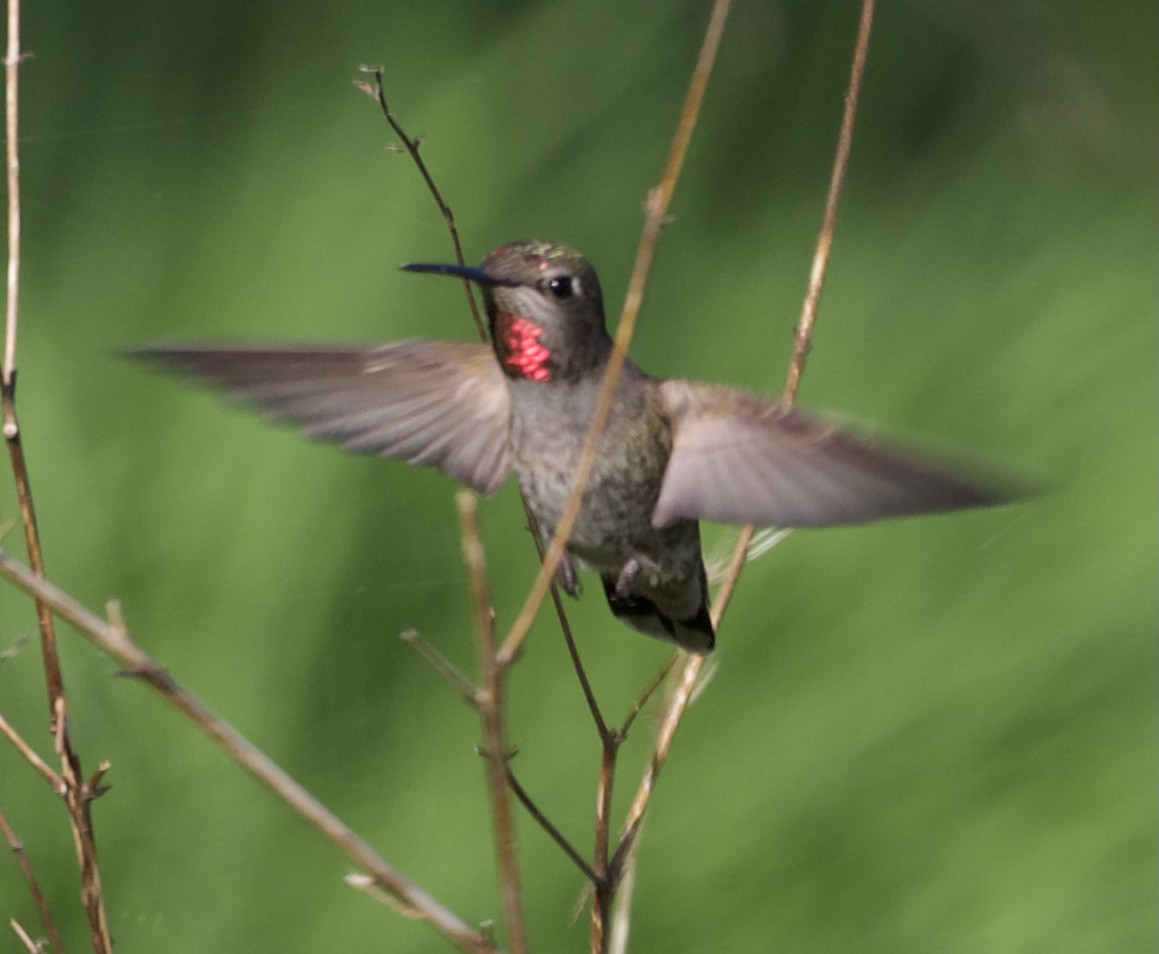 Anna's Hummingbird - ML338509021