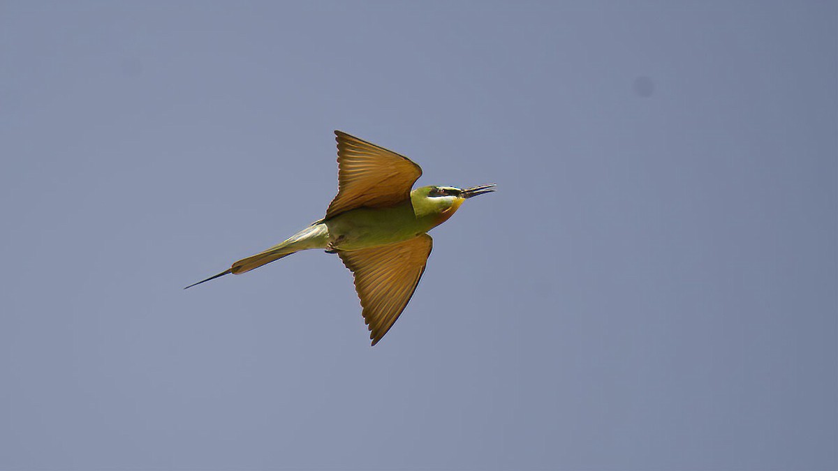 Blue-cheeked Bee-eater - ML338510091