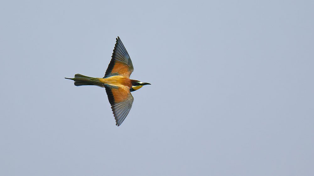 European Bee-eater - Sinan Yılmaz