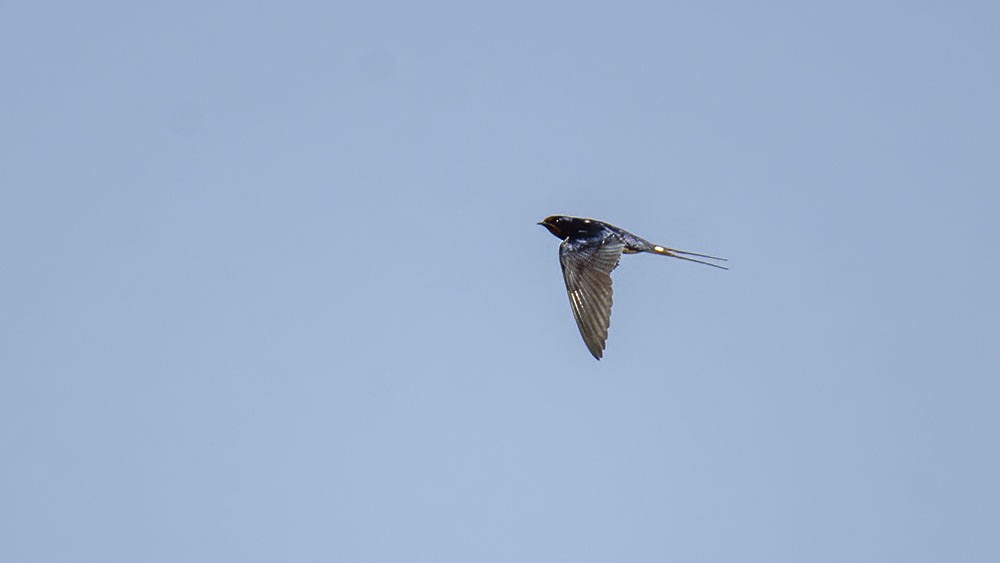 Barn Swallow - ML338510251