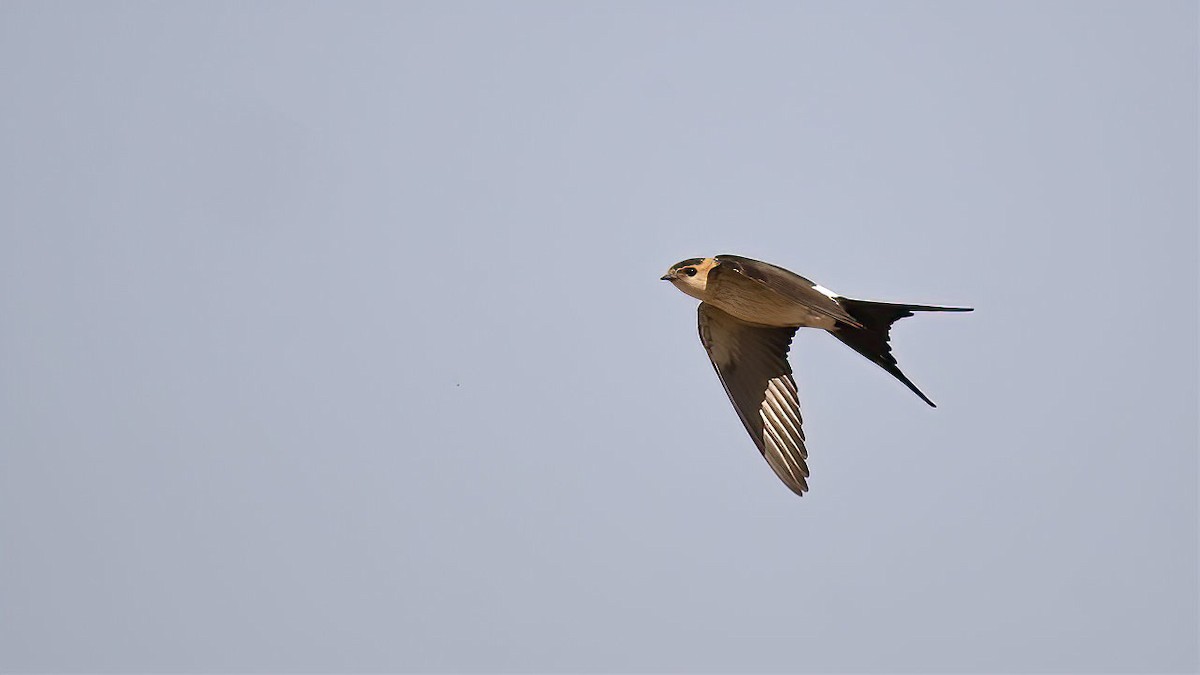 Red-rumped Swallow - ML338510291