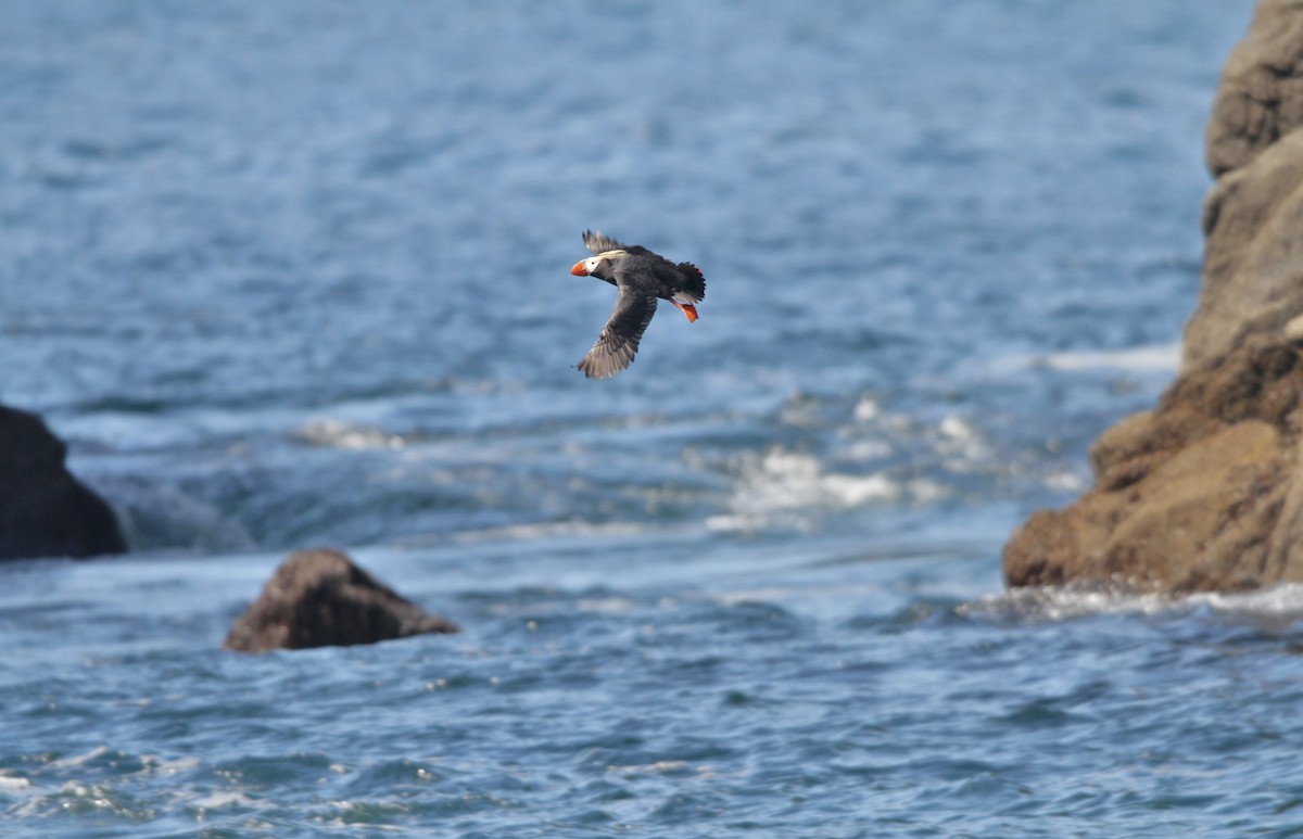 Tufted Puffin - ML33851291