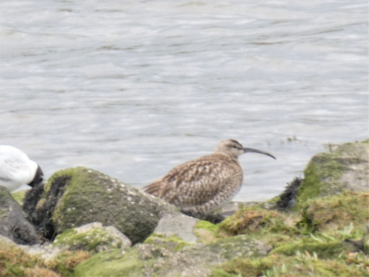 Whimbrel - Mike Tuer