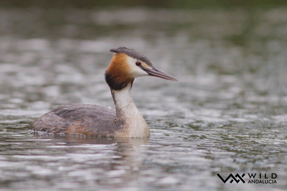 Great Crested Grebe - ML338513921