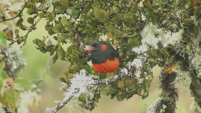 Scarlet-bellied Mountain Tanager - ML338514991