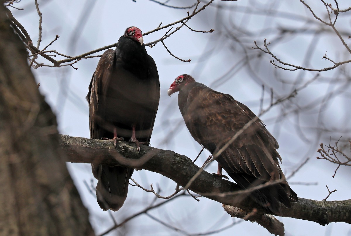 Turkey Vulture - Tom Irwin