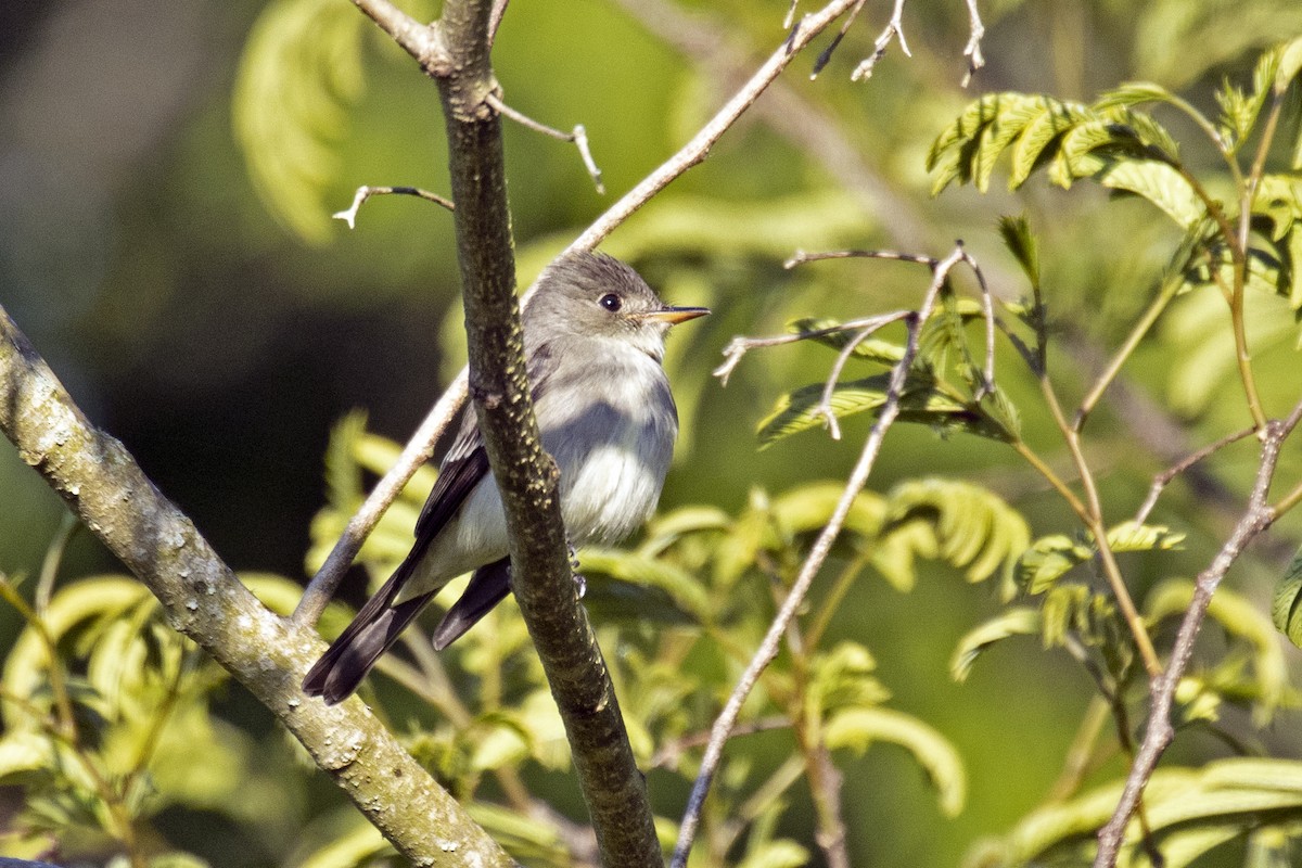 Eastern Wood-Pewee - Colin Sumrall