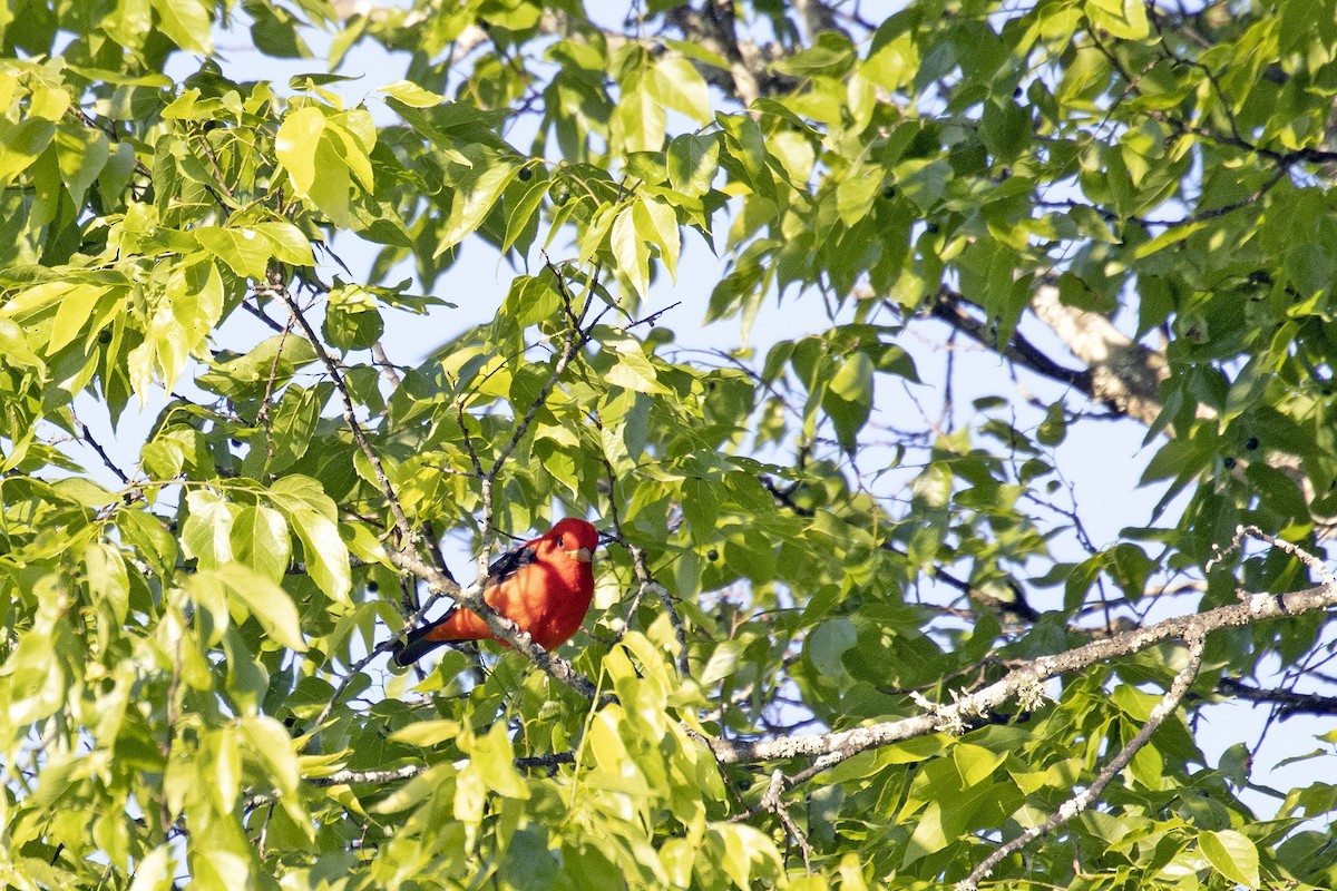 Scarlet Tanager - ML338531121