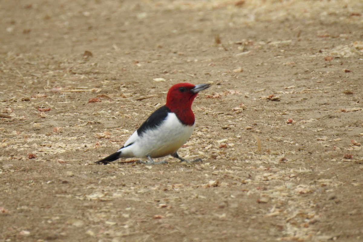 Red-headed Woodpecker - ML338532441
