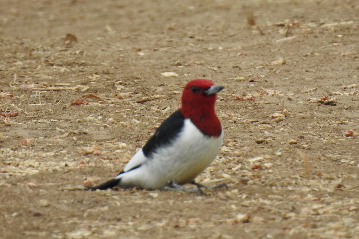 Red-headed Woodpecker - ML338532451