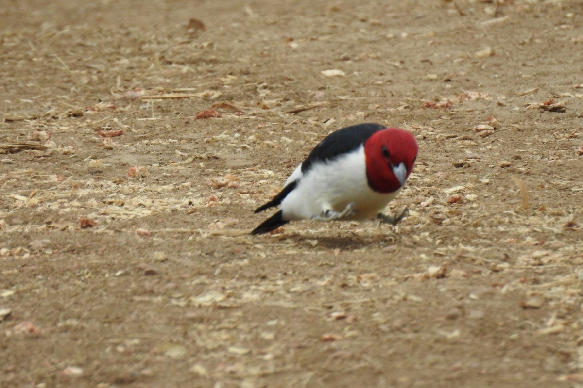 Red-headed Woodpecker - ML338532461