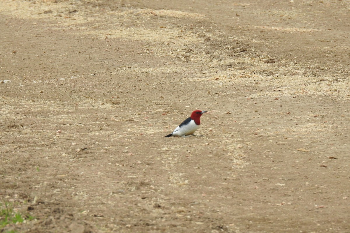 Red-headed Woodpecker - ML338532471