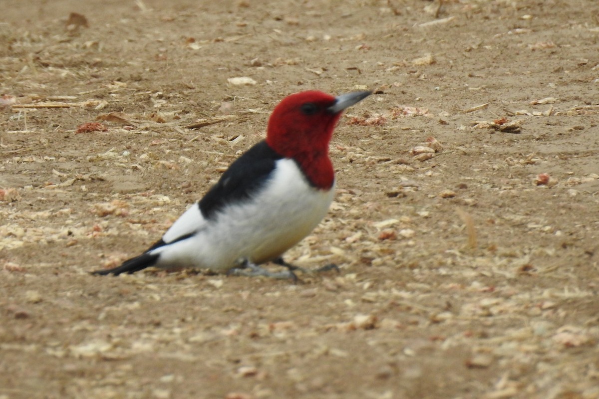 Red-headed Woodpecker - ML338532531