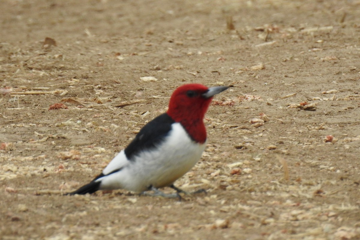 Red-headed Woodpecker - ML338532541