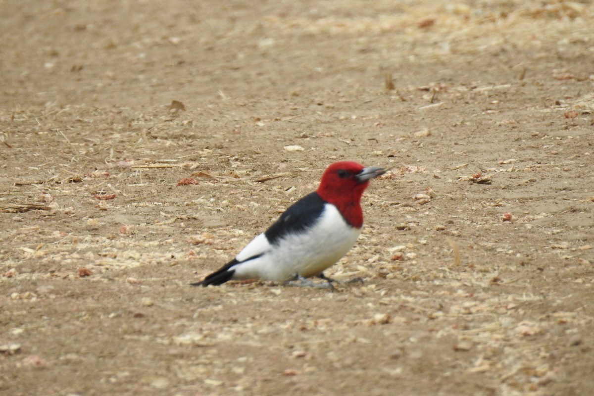 Red-headed Woodpecker - ML338532551