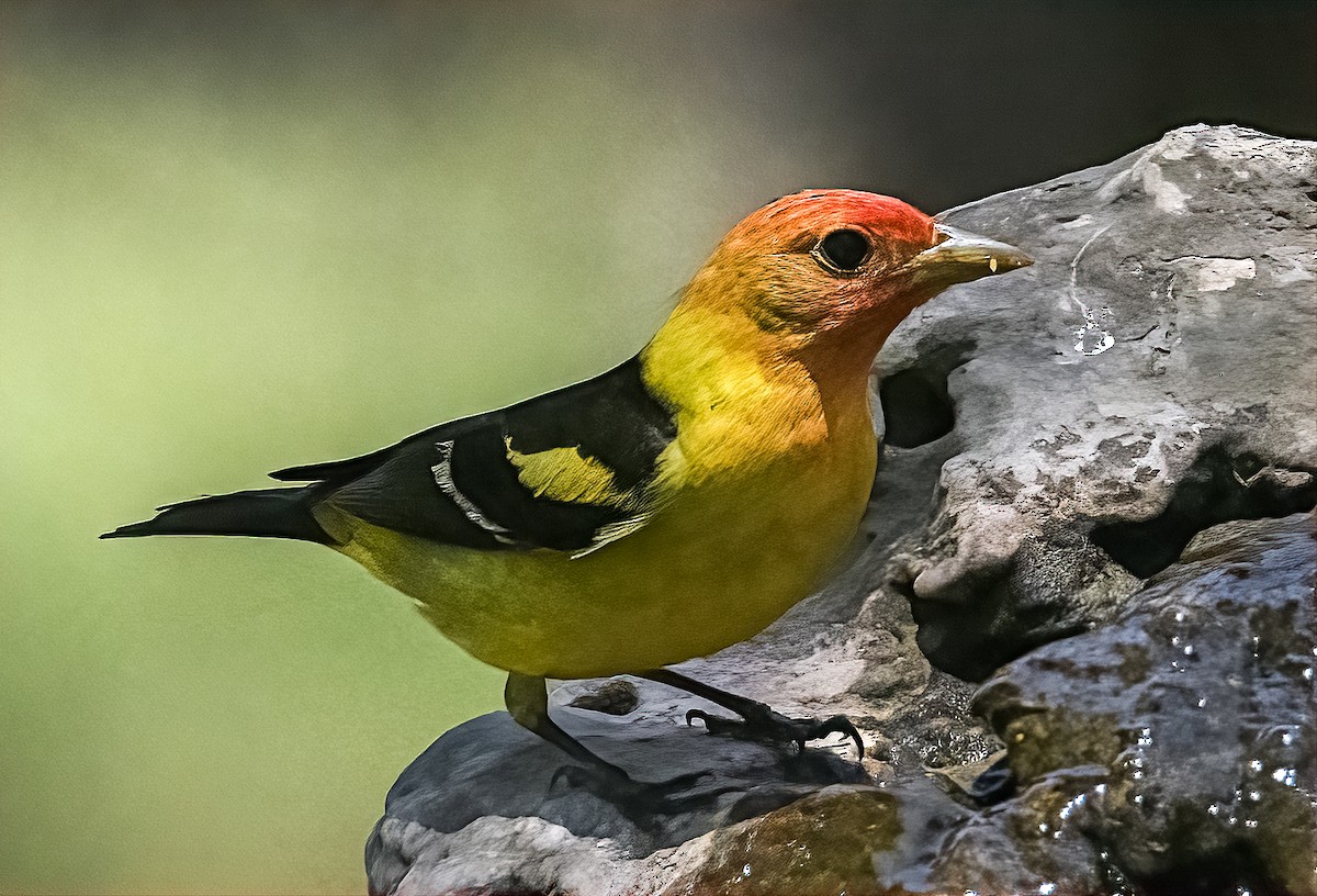 Western Tanager - ML338541301