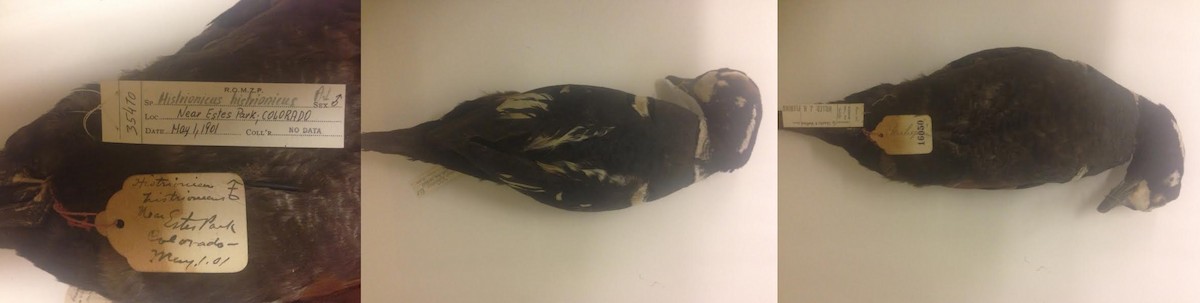 Harlequin Duck - CSU Ornithologist Club Data