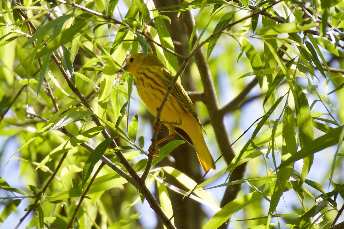Yellow Warbler - ML338551231