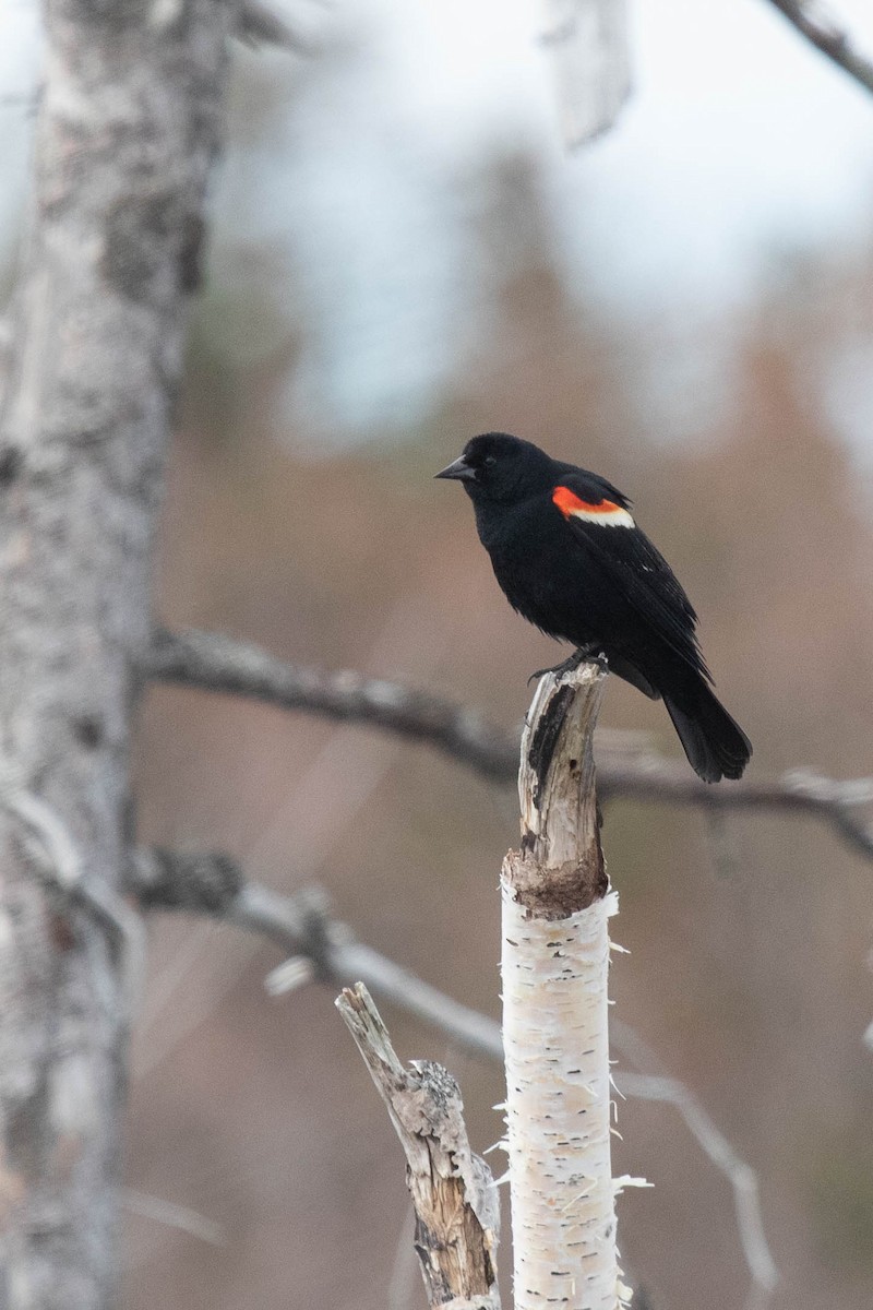 Red-winged Blackbird - David McCorquodale