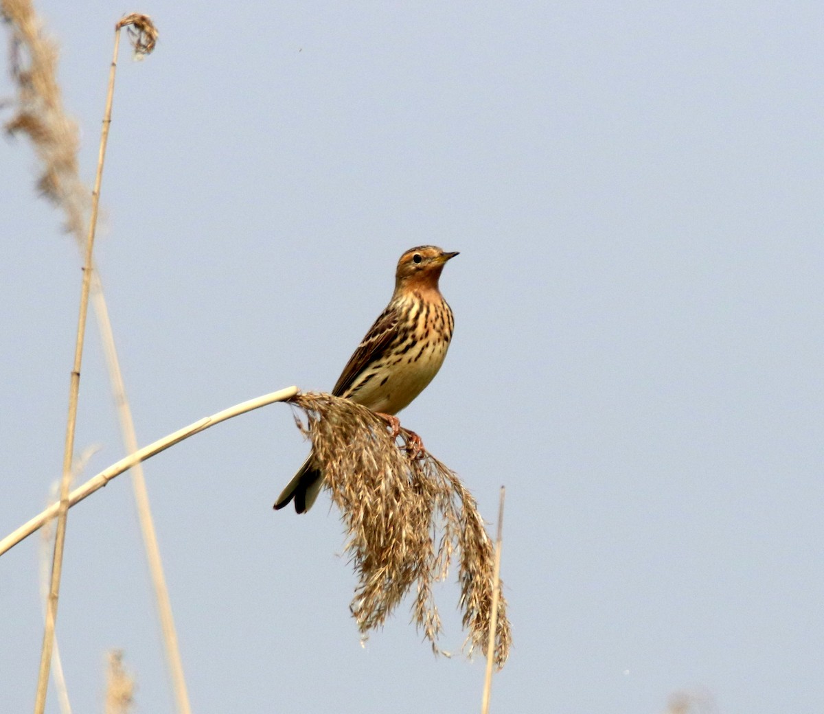Red-throated Pipit - ML338554191