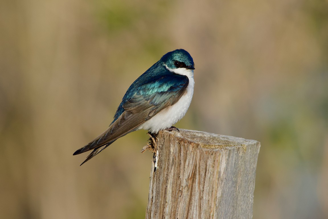 Tree Swallow - Patrice Babeux