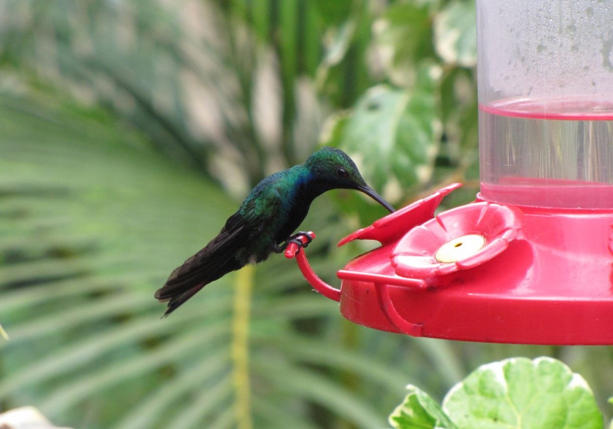 kolibřík tropický - ML338556561