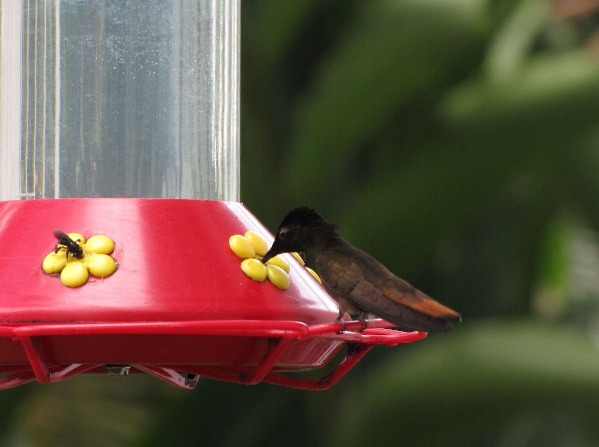 kolibřík červenohlavý - ML338557501