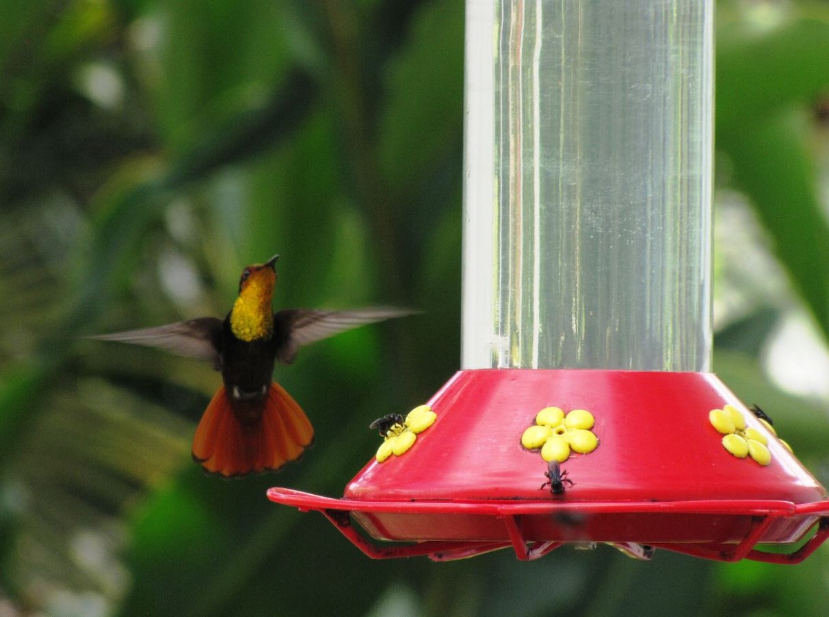 kolibřík červenohlavý - ML338557511