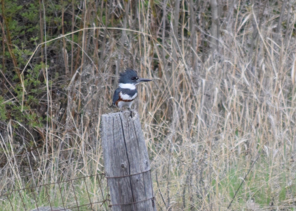 Belted Kingfisher - ML338557791