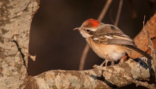  - Red-naped Bushshrike