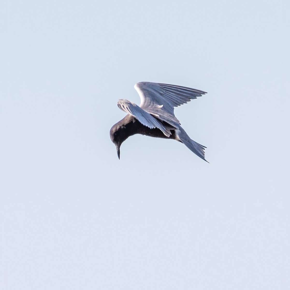 Black Tern - ML338562401