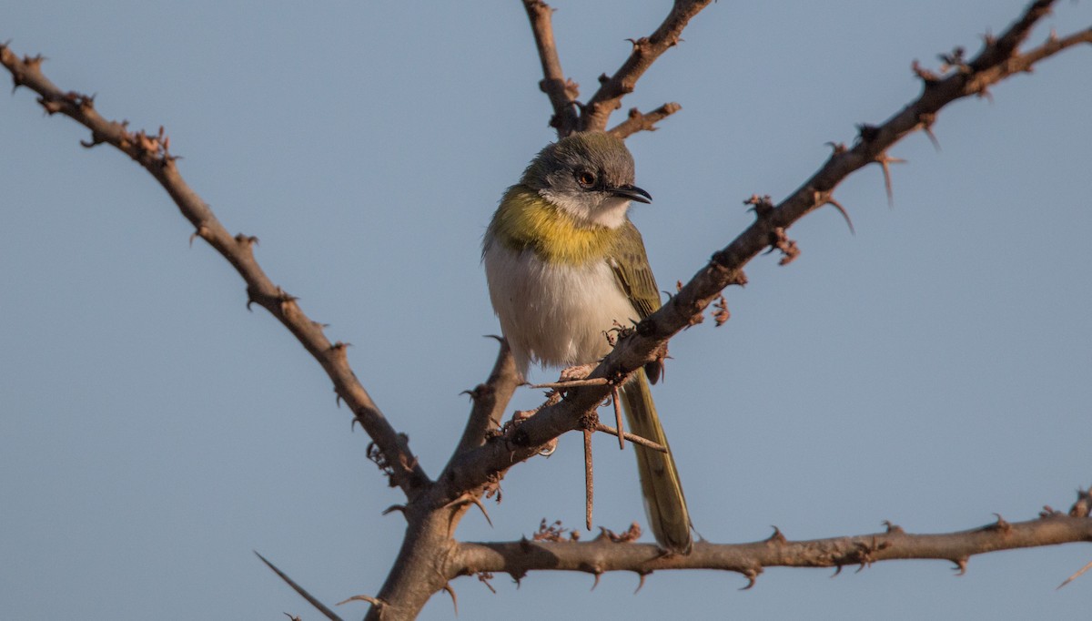 Yellow-breasted Apalis - ML33856251