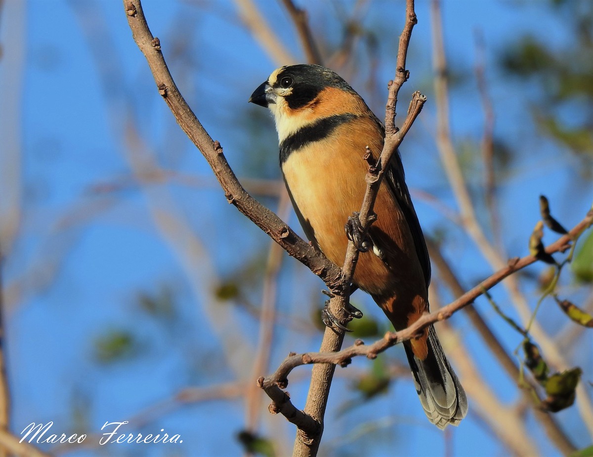 Rusty-collared Seedeater - Marco  Ferreira