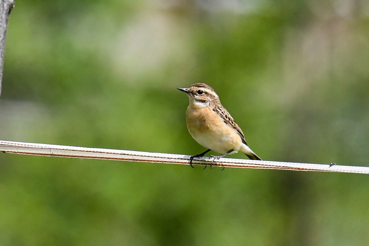 Whinchat - ML338563751