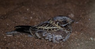  - Donaldson Smith's Nightjar