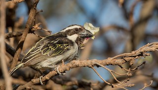  - Black-throated Barbet