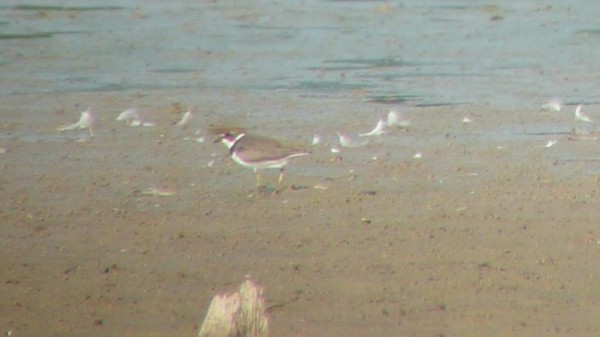 Semipalmated Plover - ML33856771