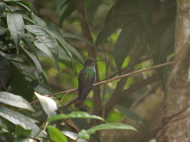 Blue-chested Hummingbird - Marcelo Corella