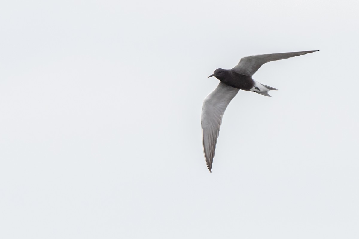 Black Tern - ML338574001