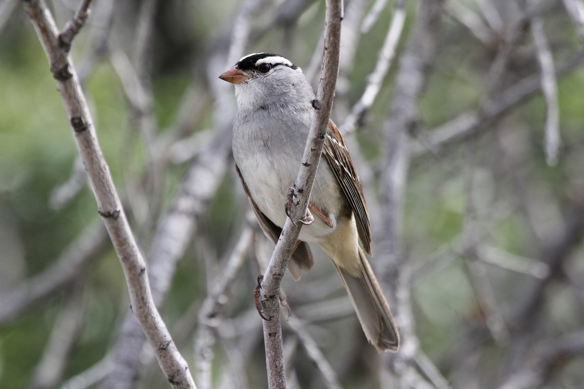 White-crowned Sparrow (oriantha) - ML338575601