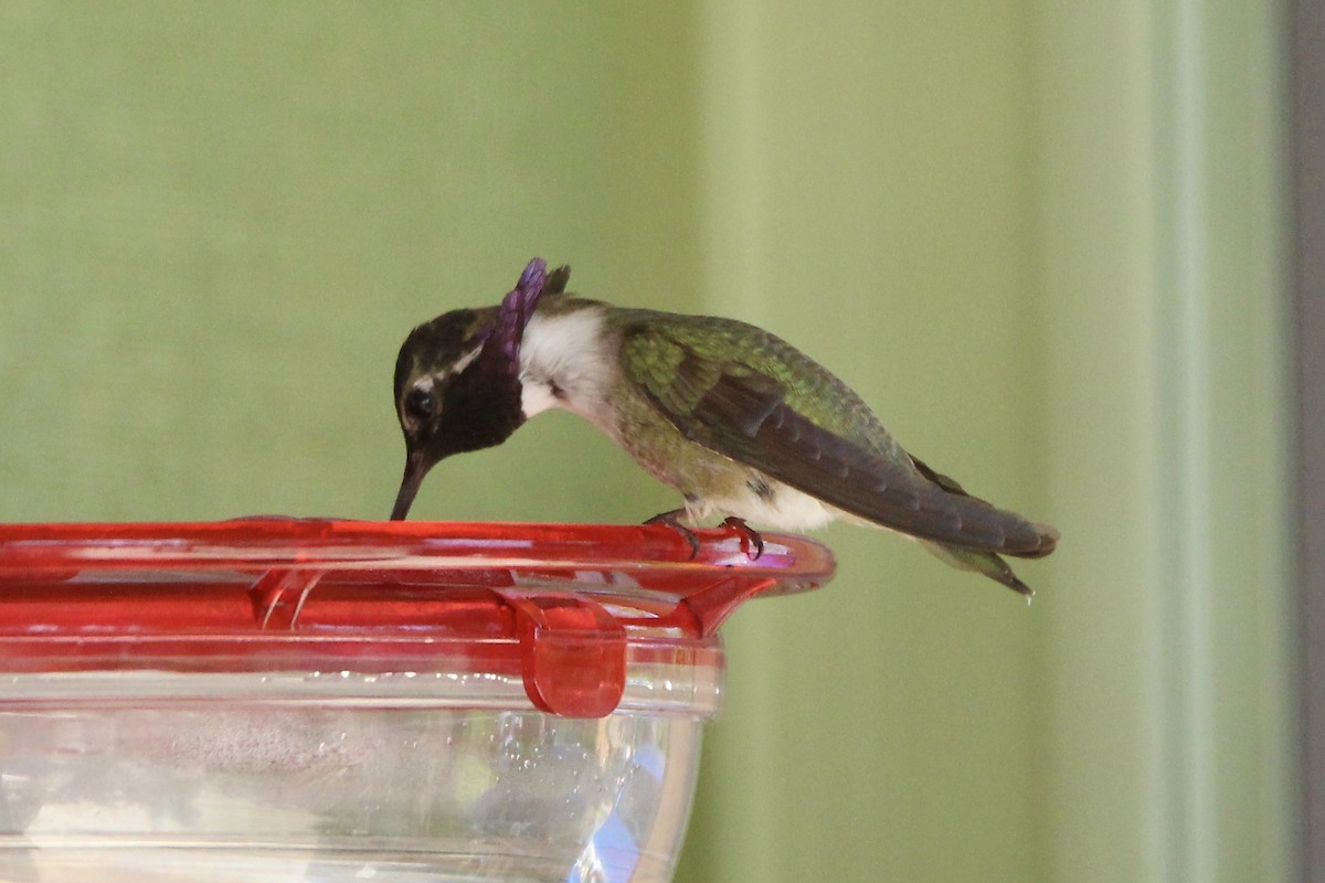 Costa's Hummingbird - ML338575881