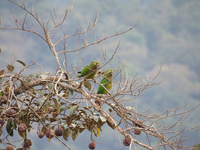 Olive-throated Parakeet - Marcelo Corella
