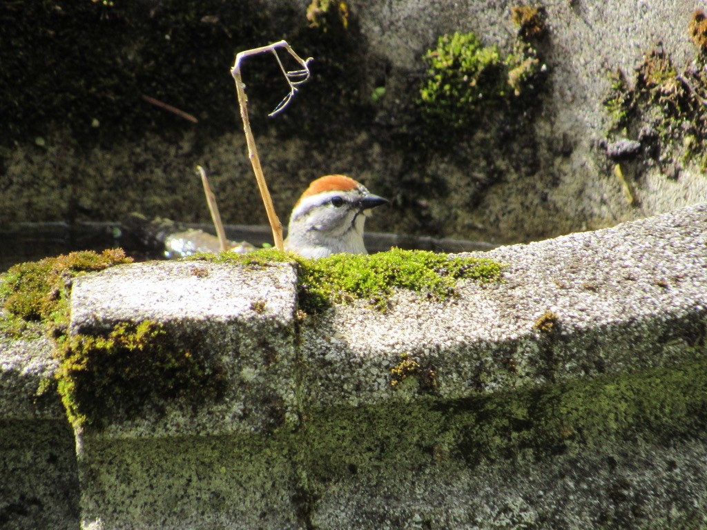 Chipping Sparrow - ML338578531