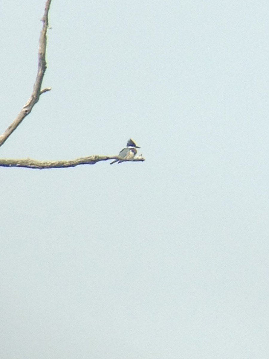 Belted Kingfisher - ML33858191
